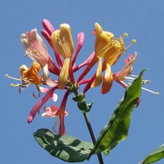 Everblooming Honeysuckle 2
