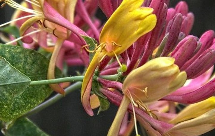 Honeysuckle