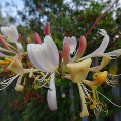 Honeysuckle 2