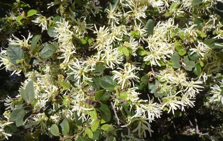 Chinese Fringe Flower