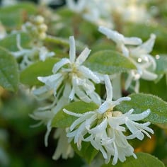 Chinese Fringe Flower 2