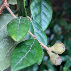 Chinese Fringe Flower 3