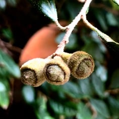 Chinese Fringe Flower 4