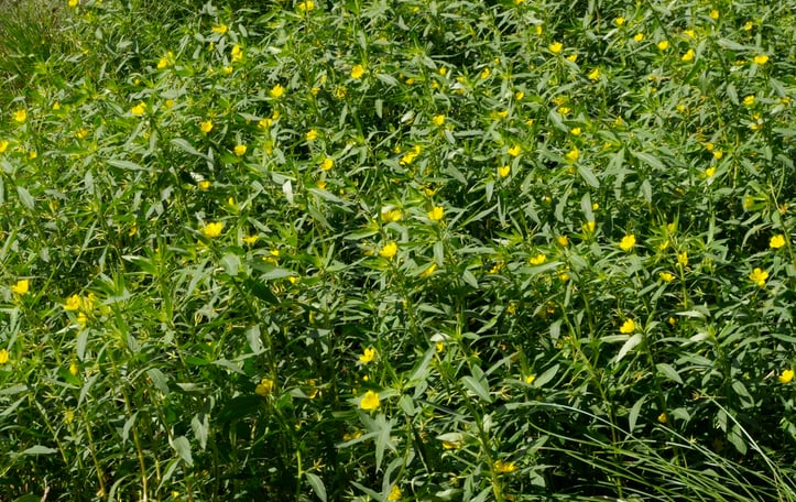 Creeping Water Primrose