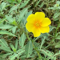 Creeping Water Primrose 2