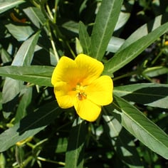 Creeping Water Primrose 3
