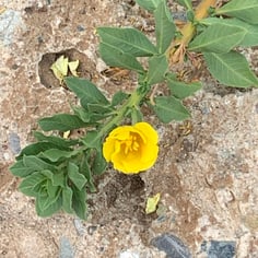 Creeping Water Primrose 4