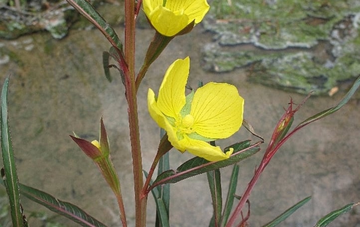 Longleaf Primrose Willow