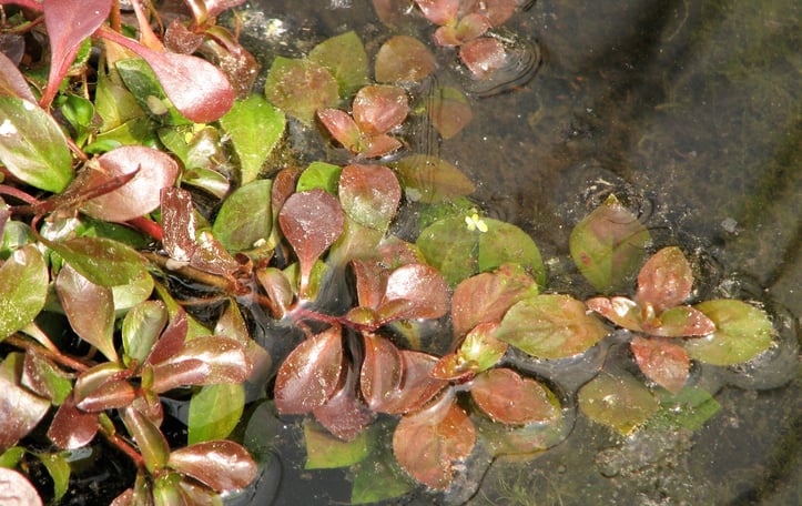 Marsh Purslane