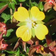 Water Primrose 2