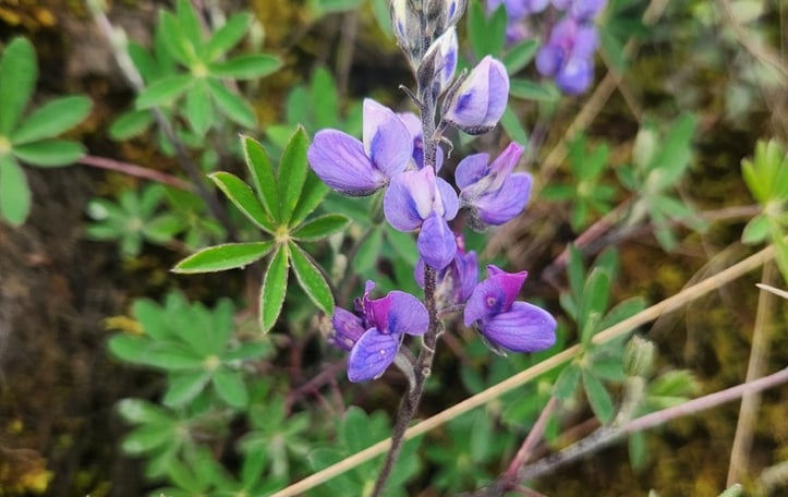 Lupine