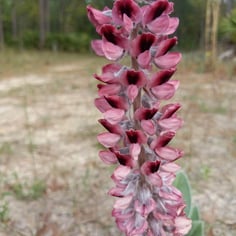 Lupine 3