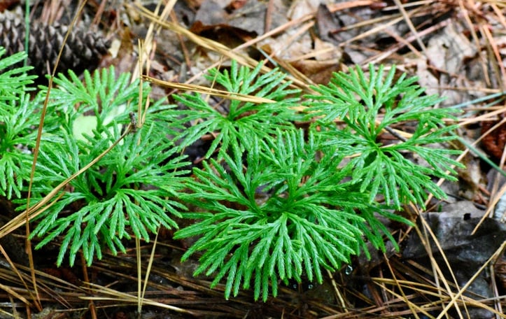 Clubmoss