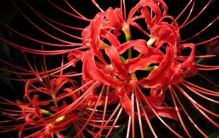 Cluster Amaryllis