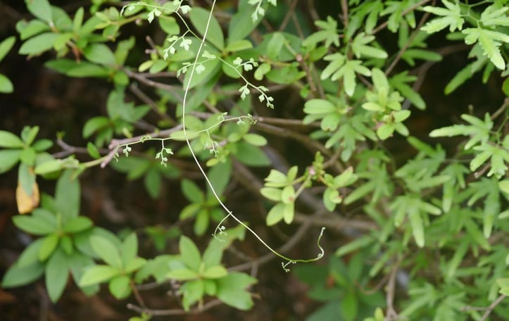 Japanese Climbing Fern
