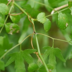 Japanese Climbing Fern 2