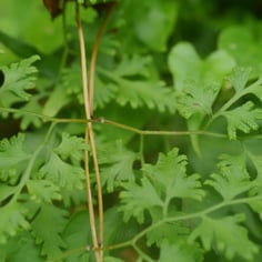 Japanese Climbing Fern 3
