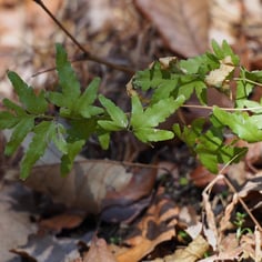 Japanese Climbing Fern 4