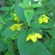 Fringed Loosestrife 2