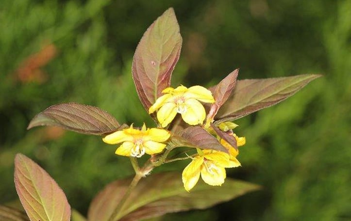 Fringed Loosestrife