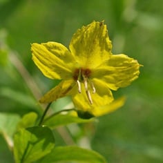 Fringed Loosestrife 3