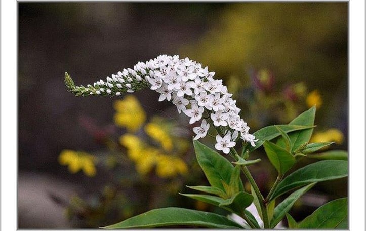 Gooseneck Loosestrife