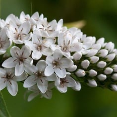 Gooseneck Loosestrife 2