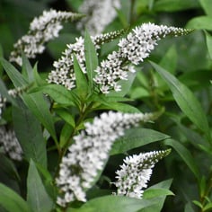 Gooseneck Loosestrife 3