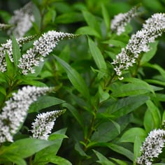 Gooseneck Loosestrife 4