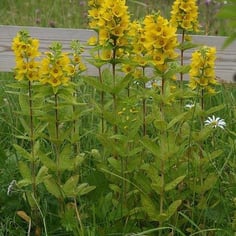 Dotted Loosestrife 2