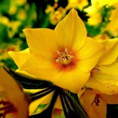 Dotted Loosestrife 3