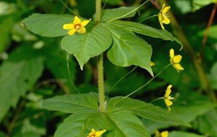 Crosswort