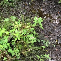 Carolina Birds-in-a-nest 4