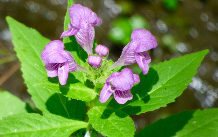Carolina Birds-in-a-nest