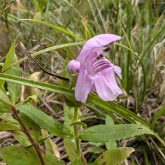 Carolina Birds-in-a-nest 2