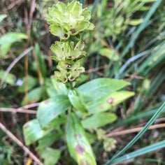 Carolina Birds-in-a-nest 3