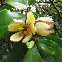 Banana Magnolia 3