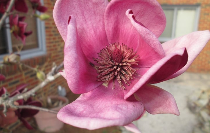 Magnolia 'Genie'
