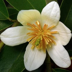 Magnolia 2