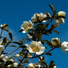 Magnolia 3