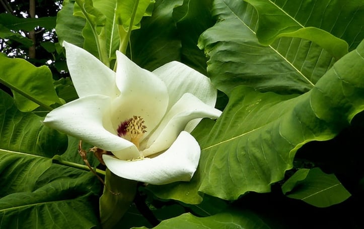 Bigleaf Magnolia