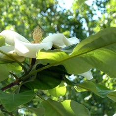 Bigleaf Magnolia 2