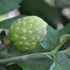 Bigleaf Magnolia 3