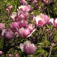 Saucer Magnolia 2