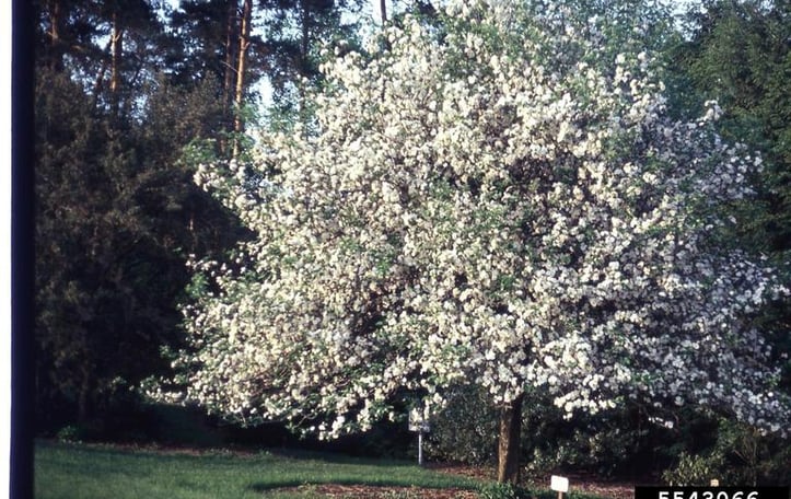 American Crabapple