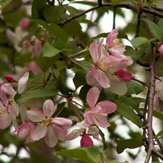 American Crabapple 2