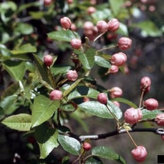 American Crabapple 3