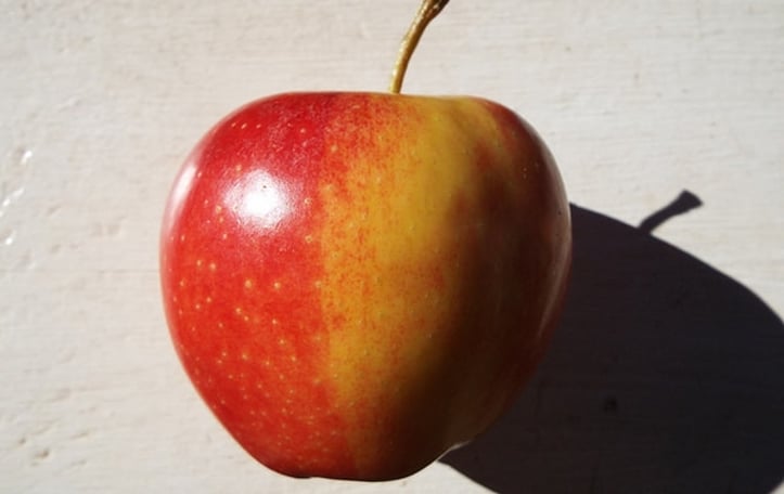Apple 'Gala'