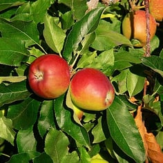 Apple 'Gala' 2