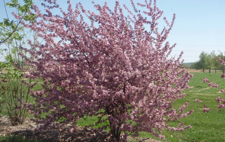 Flowering Crabapple